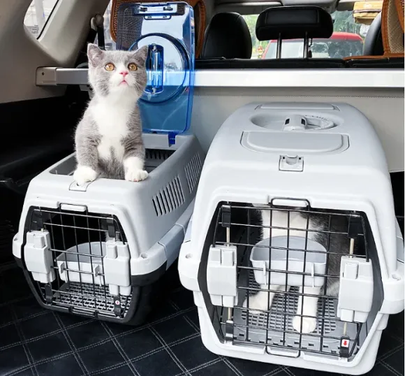 Có Nên Gửi Thú Cưng Đi Xe Khách? Những Rủi Ro Và Giải Pháp An Toàn Cho Chủ Nuôi